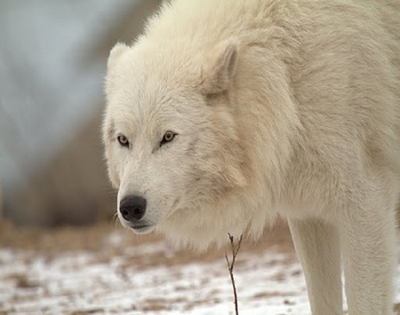 Arctic Wolf - dogs, wolf, dog, other, animals, wolves