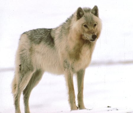 Handsome - wolf, wolves, dog, animals, dogs, other