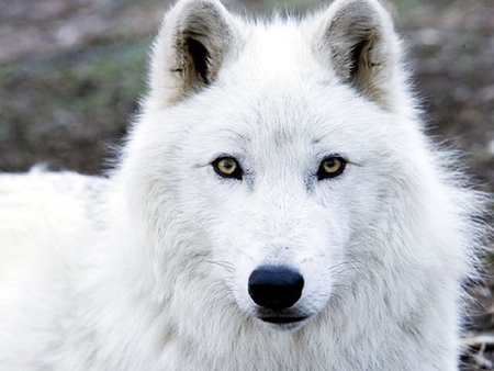 Beautiful One - dogs, wolf, dog, other, animals, wolves