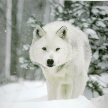 You Looking At Me - dogs, wolf, snow, white wolf, other, animals