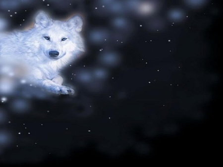 In The Stars - wolf, abstract, animals, dogs, fantasy