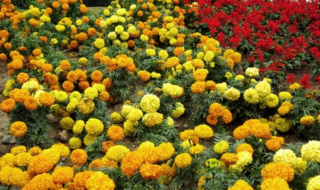 Roadside flowers - flowers, colorful, roadside, beautiful