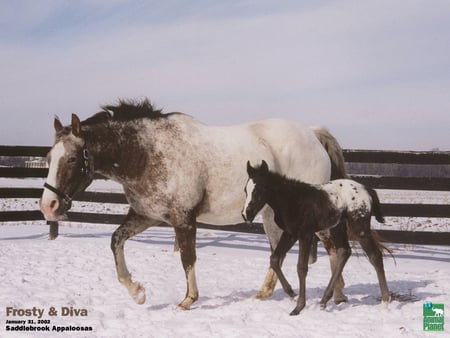 horses in the winter - horses, nature, fram, snow, animals, winter