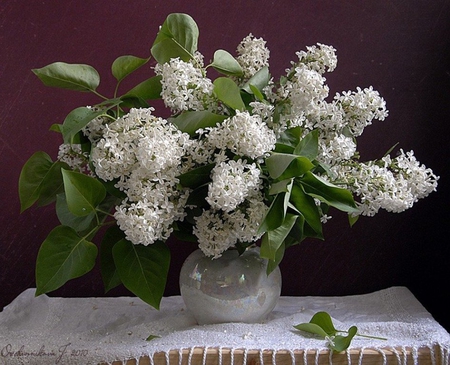 White lilac - vase, white lilac, beautiful, table, lilac, white cloth, beauty, still life, grafrance, bouquet, leaves, aroma, leaf