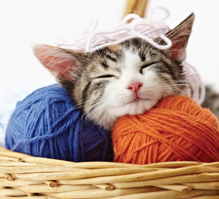 Cat nap. - wool, basket, animal, nap, cat