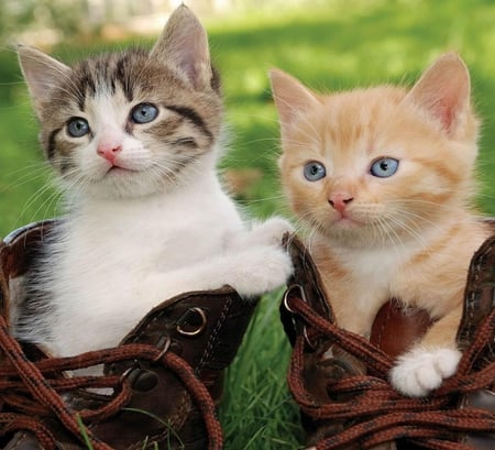 Puss in boots. - fluffy, cat, adorable, kittens, photography, furry, kitties, nature, boot, baby, cats, animal, small, cute