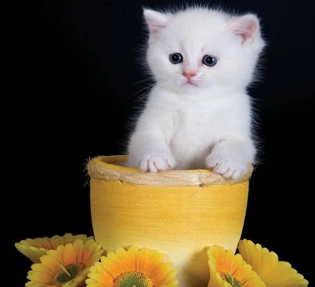 White kitten. - white, kitten, candle, flower, cat