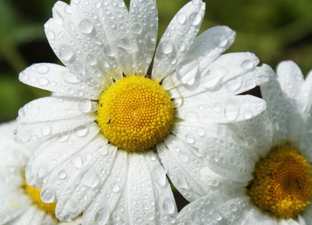 Wet daisies - beauty, water drops, soft, wet, daisy, white flower, tenderness, white, yellow, petals, flower