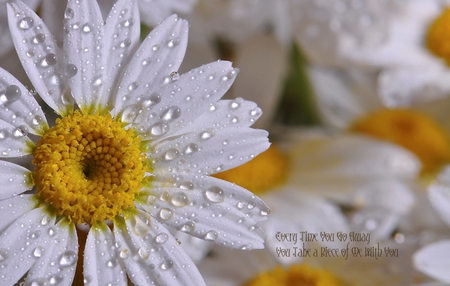 Every time. . . - delicate, tenderness, yellow, without you, daisy, lovely, love, petals, white, water drops, soft, softness