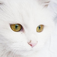 cute kitty
