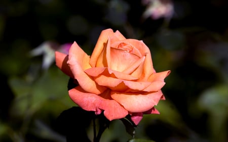 Orange Rose - beauty, flowerbed, roses, photography, rose, nature, beautiful, flowers, photo, garden, flower