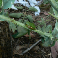 SEDGE FROG