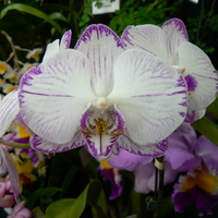 PURPLE VEINED WHITE ORCHID