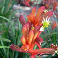 ORANGE KANGAROOPAW