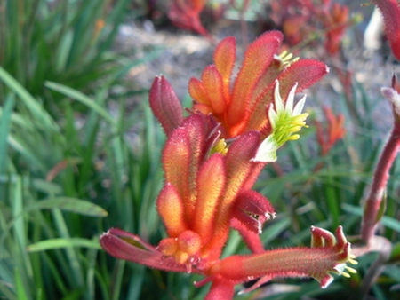 ORANGE KANGAROOPAW - orange, flower, pretty, plant