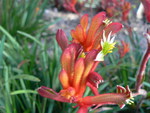 ORANGE KANGAROOPAW