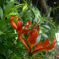 GLORIOSA