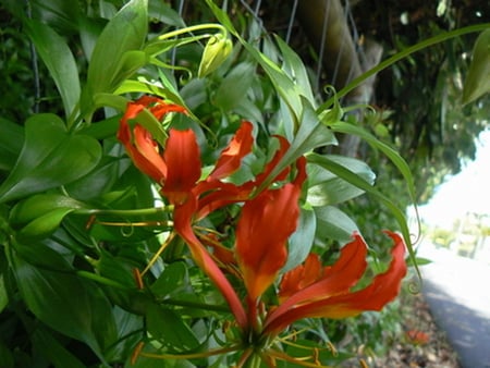 GLORIOSA - orange, flower, pretty, green