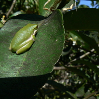 SITTING FROG