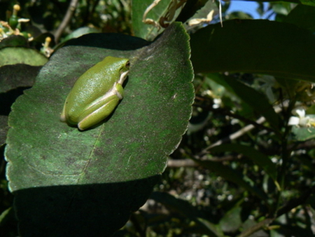 SITTING FROG - frog, leaf, cute, green