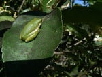 SITTING FROG