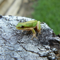 GO AWAY SAYS THIS LITTLE GREEN FROG