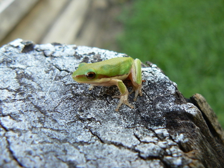 GO AWAY SAYS THIS LITTLE GREEN FROG - frog, little, cute, green