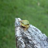 LEAVE ME ALONE SAYS THE LITTLE GREEN FROG