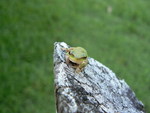 LEAVE ME ALONE SAYS THE LITTLE GREEN FROG