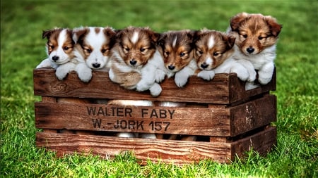 Ready for Shipping - beautiful, cute, portrait, puppies, crate, sweet