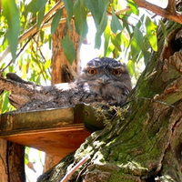 TAWNY FROG MOUTH