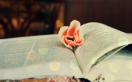 rose bookmark - flower, stilllife, photography, book