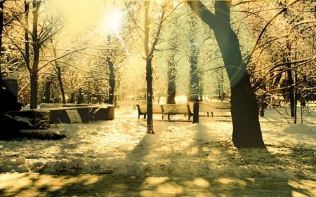 Winter Forest - snow, winter, forest, nature