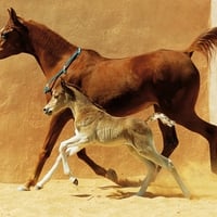 Running Horses