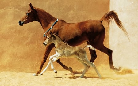 Running Horses - horses, horse, animals, beautiful, running