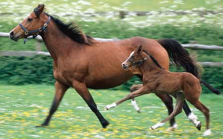 Running Horses - horses, horse, animals, beautiful, running