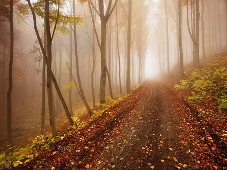 Misty forest - misty, fall, trees, fog, beautiful, autumn, forest, leaves