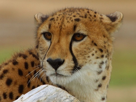 Cheetah - cheetah, cute, adorable, cat, wildlife