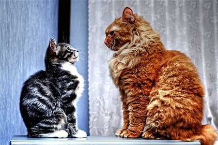 The Weigh In - stare, mighty, funny, focused, cats, big, small, cute, duel