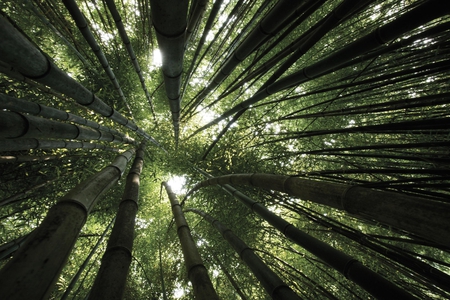 reach for the sky - nature, beauty, trees, forest, photography