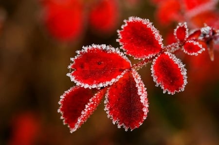 Freeze - leaves, winter, freeze, red