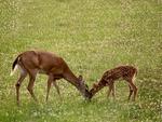 Mother and Her Fawn