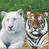 Lovely Tigers