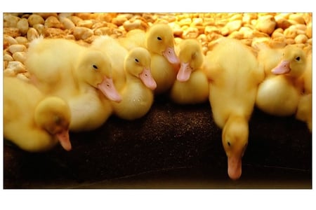 Just_do_it - ducks, cute, yellow, animals