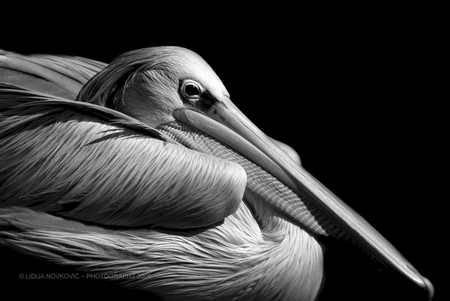 Pelican - duck, black, white, animal, pelican