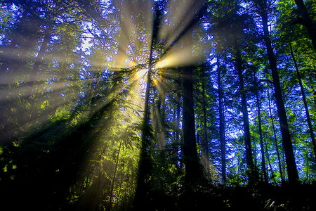 Flash - rays, trees, sunlight, forest, green