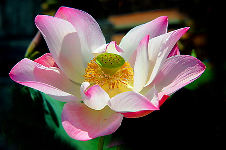 Lovely lotus - black, lotus, white, yellow, flower, pink