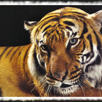 Panthera Tigris - Tiger F2