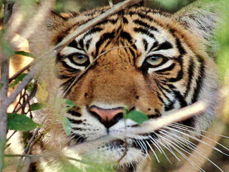 Eye See You Too - Tiger 1 - feline, photography, india, photo, tiger, cat, wildlife