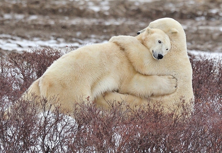 Bear Hug - hug, two, snow, bear, polar, lovely